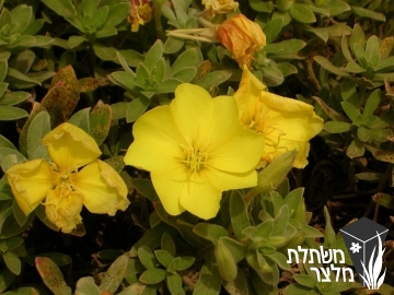 נר-לילה - Oenothera