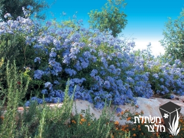 עופרית - Plumbago