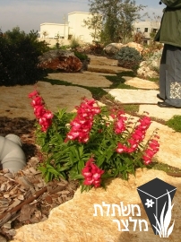 פנסטמון - Penstemon