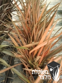 פורמיון - Phormium