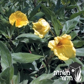 נר-לילה - Oenothera