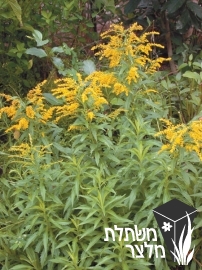 מטה-זהב - Solidago