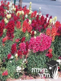 לוע-ארי - Antirrhinum