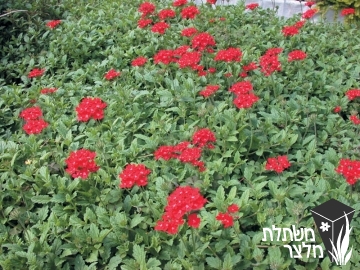 ורבנה - Verbena