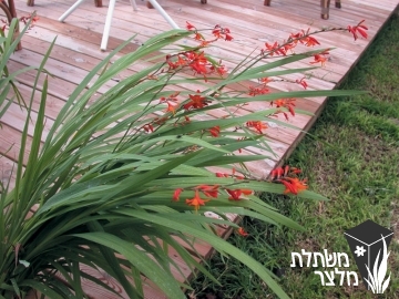 קרוקוסמיה - Crocosmia