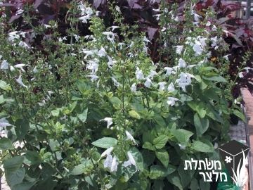 מרווה - Salvia