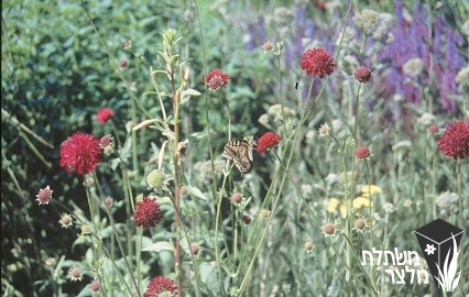 תגית - Scabiosa