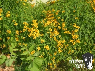 טגטס - Tagetes