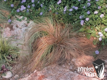 כריך - Carex