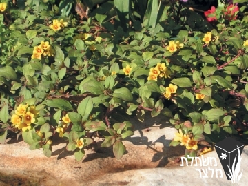 ליסימכיה - Lysimachia