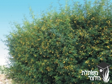 יסמין - Jasminum