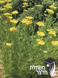 אכילאה - Achillea