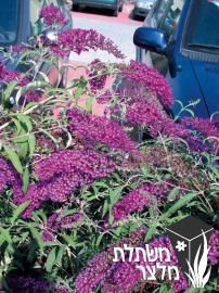 בודליית - Buddleja 