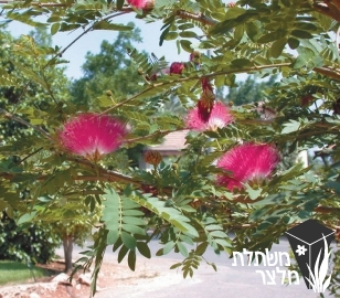 קליאנדרה - Calliandra