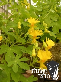 כובע-נזיר - Tropaeolum