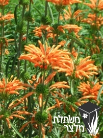 אוזן-ארי - Leonotis