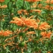 אוזן-ארי - Leonotis