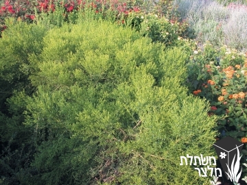 בכריס - Baccharis