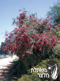 קליסטמון - Callistemon