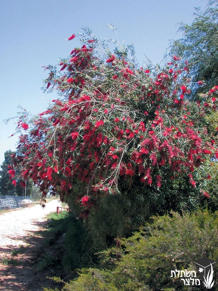 קליסטמון - Callistemon - משתלות מלצר, משתלה לצמחים רב שנתיים,שיחים ...