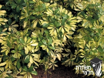 שפלרה - Schefflera