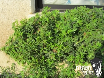 קיסוס - Hedera