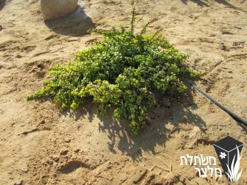 רגלנית - Portulacaria