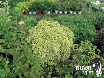 פיטוספורום - Pittospormum