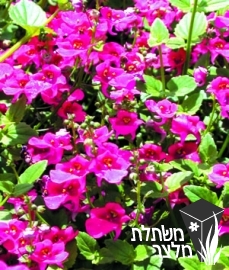 דיאסקיית - Diascia