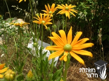 רודבקיה - Rudbeckia