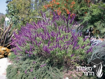 מרווה - Salvia