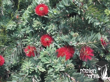 קליסטמון - Callistemon