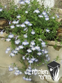 לובליה - Lobelia
