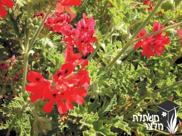 פלרגון - Pelargonium