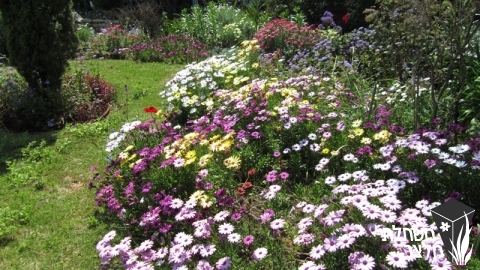 גרמית - Osteospermum