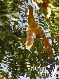 אלביציה - Albizzia