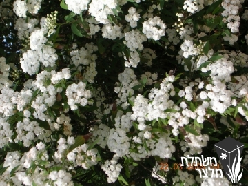 ספיראה - Spirea