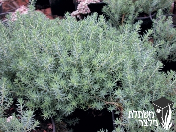 צורית - Sedum