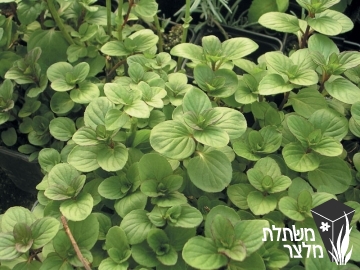 נענה - Mentha