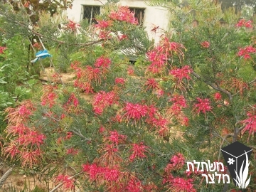 גרווילאת - Grevillea