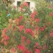 גרווילאת - Grevillea
