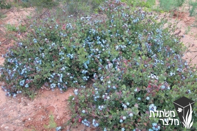 בת-עפרית - Ceratostigma