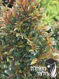 סיזיגיון - Syzygium