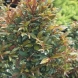 סיזיגיון - Syzygium