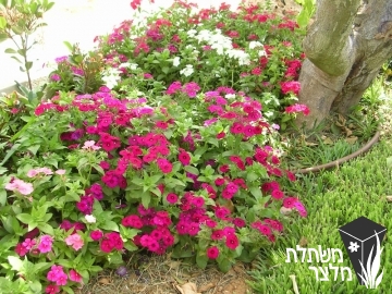 שלהב - Phlox