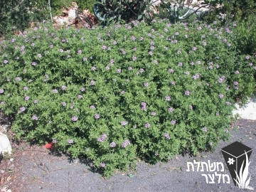 פלרגון - Pelargonium