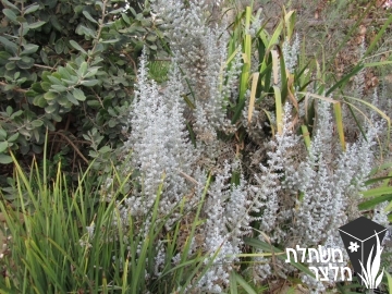 מאירית (קוכיה) - maireana