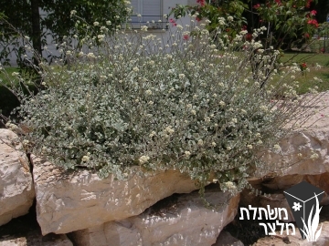 דם-המכבים - Helichrysum