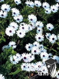 גרמית - Osteospermum