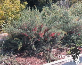 גרווילאה - Grevillea